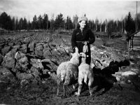 Kerttu Laine  Kerttu Laine (o.s. Oksanen, s. 1925) lampaita hoitamassa